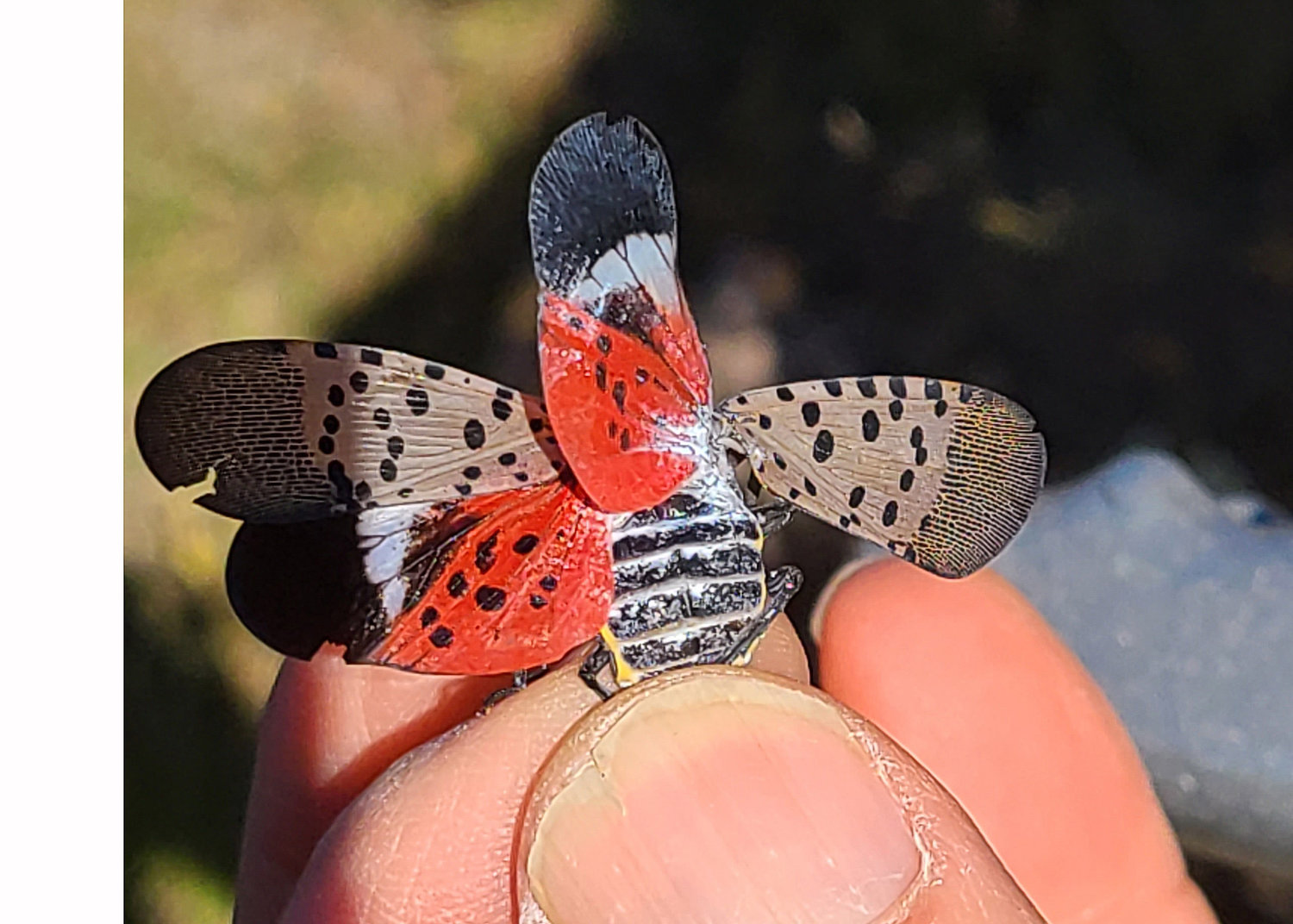 This is the same adult showing the red hindwing, which would be visible during flight. Normally, the brilliant hindwing is hidden by the forewing when the insect is not in flight. Once in flight, they fly short distances and could be mistaken for grasshoppers in flight if not for the color of the wings. They are efficient hitchhikers, hanging on to surfaces or hiding in the wheel wells of vehicles; this facilitates their spread to new areas...